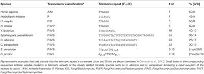 Commentary: Single-stranded telomere-binding protein employs a dual rheostat for binding affinity and specificity that drives function